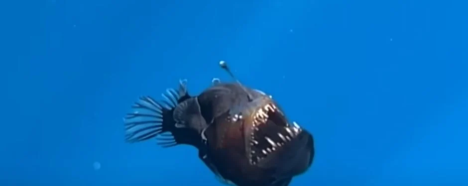 Angler-Fish-Death